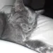 LocalCatStealer