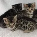 Tigerlily6