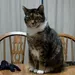 Kitttys