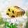 Bee-happy-all