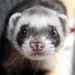 toofy