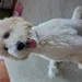 LudoBernedoodle