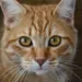follow4follow