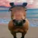horse-real
