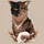 Fluffy-therian
