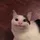 Catloverkim