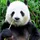 Panda-Plays