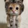 KittycatClara