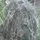 Bush