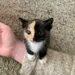 Katnip14