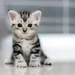 Cat-Lover111