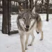 night-wolves