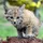 Catflight