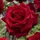 Roseyy-Rain