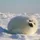 SquishySeal