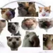 TheMeowMeows