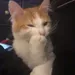 xxoaava
