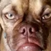 Pickel