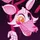 Pink-fox