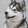 Sunset-Husky