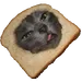 Mapache