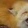 tankfox