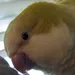 Bleghe