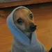 cute-gucci-boy