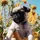 puglover-123