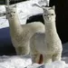 Llamagirlr56