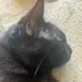 ChonkersDaKitty