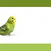 Budgeria