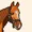 IloveHORSESSS