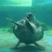 Thehungryturtle