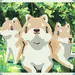 3AnnoyingDogs